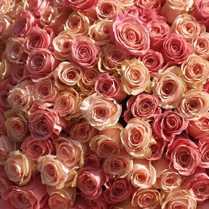 Букет с 201 розови рози - Sweet dream